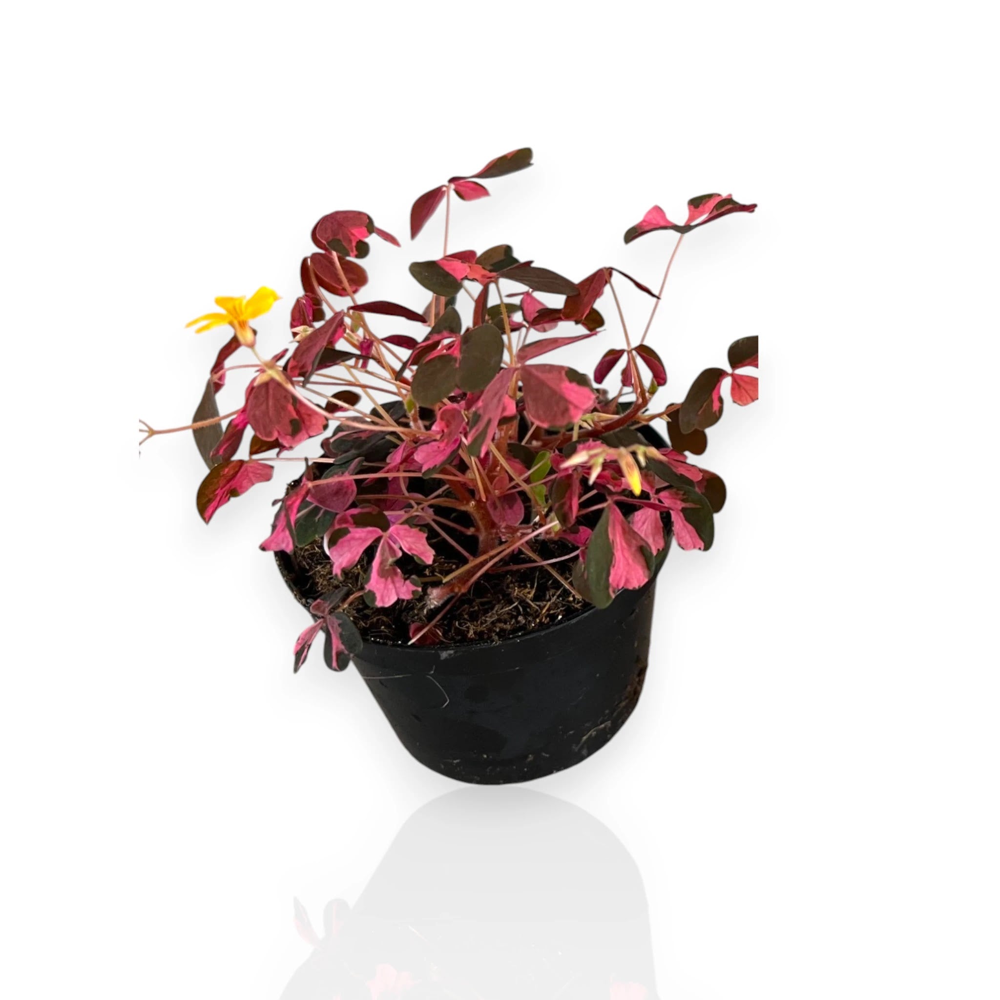 Oxalis triangularis