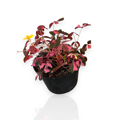Oxalis triangularis