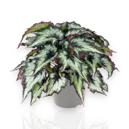 Begonia rex Green Valley con foglie verdi argentate in vaso decorativo da interno