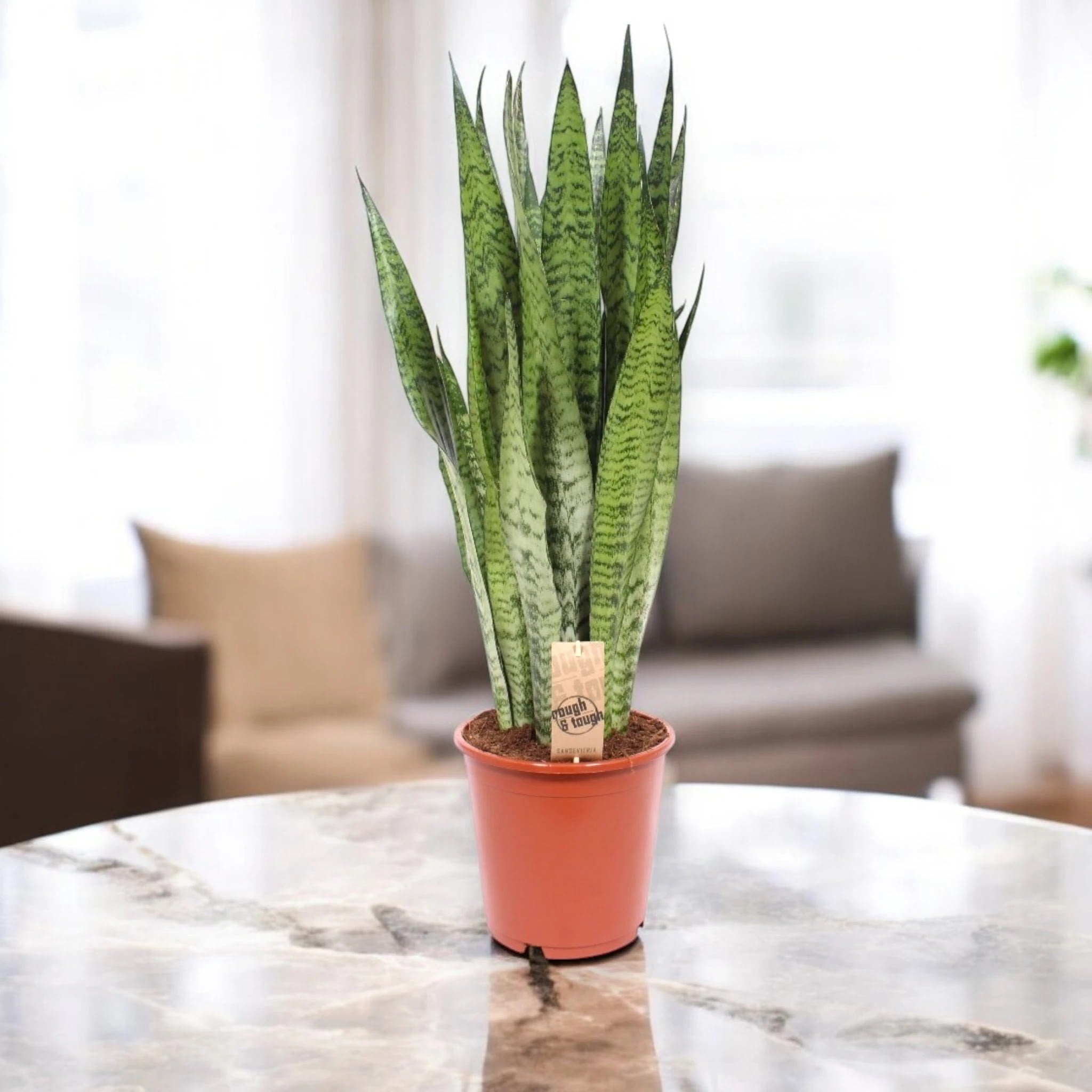 Sansevieria zeylanica