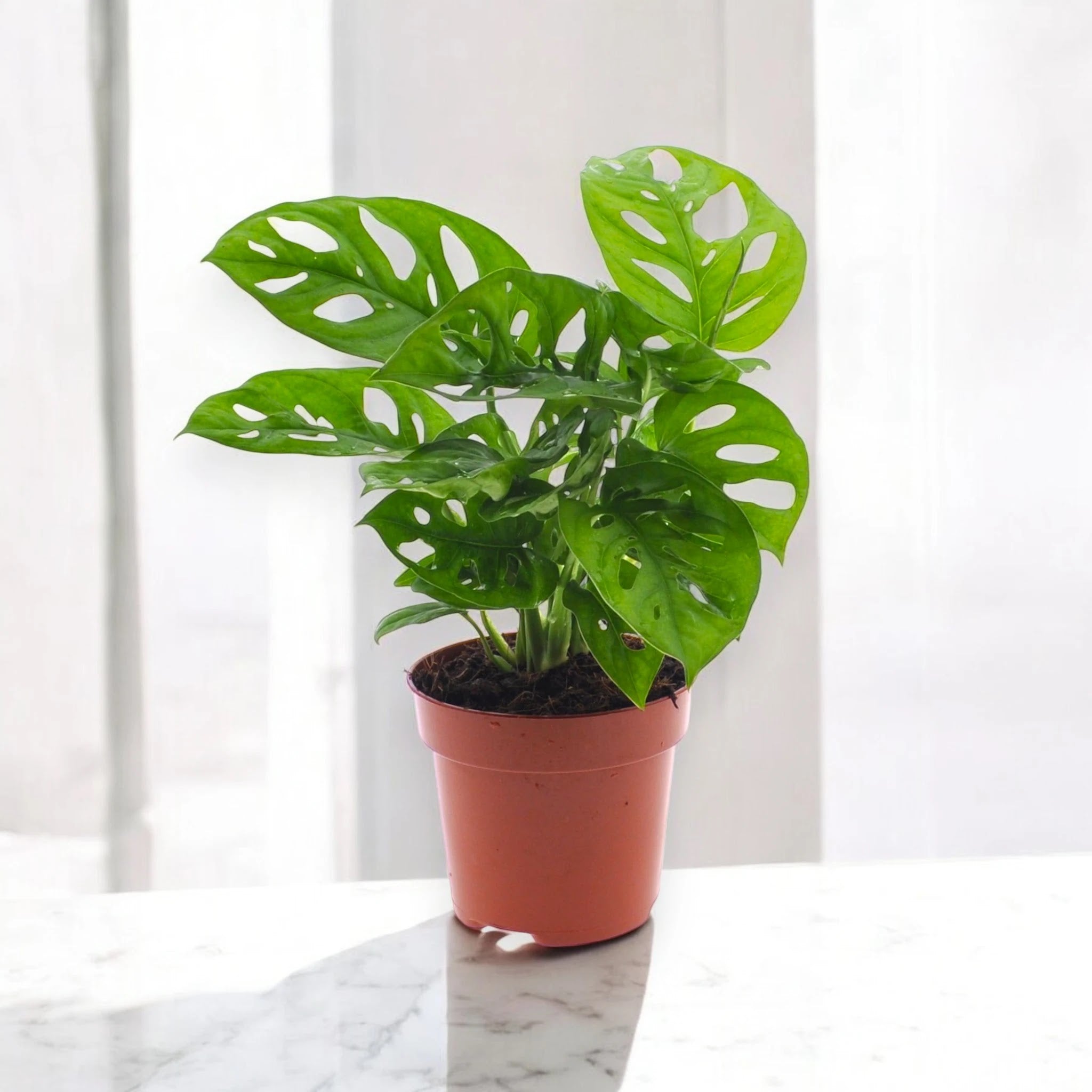 Monstera adansonii
