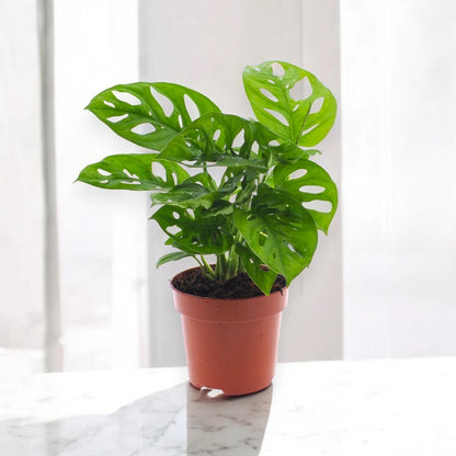 Monstera adansonii