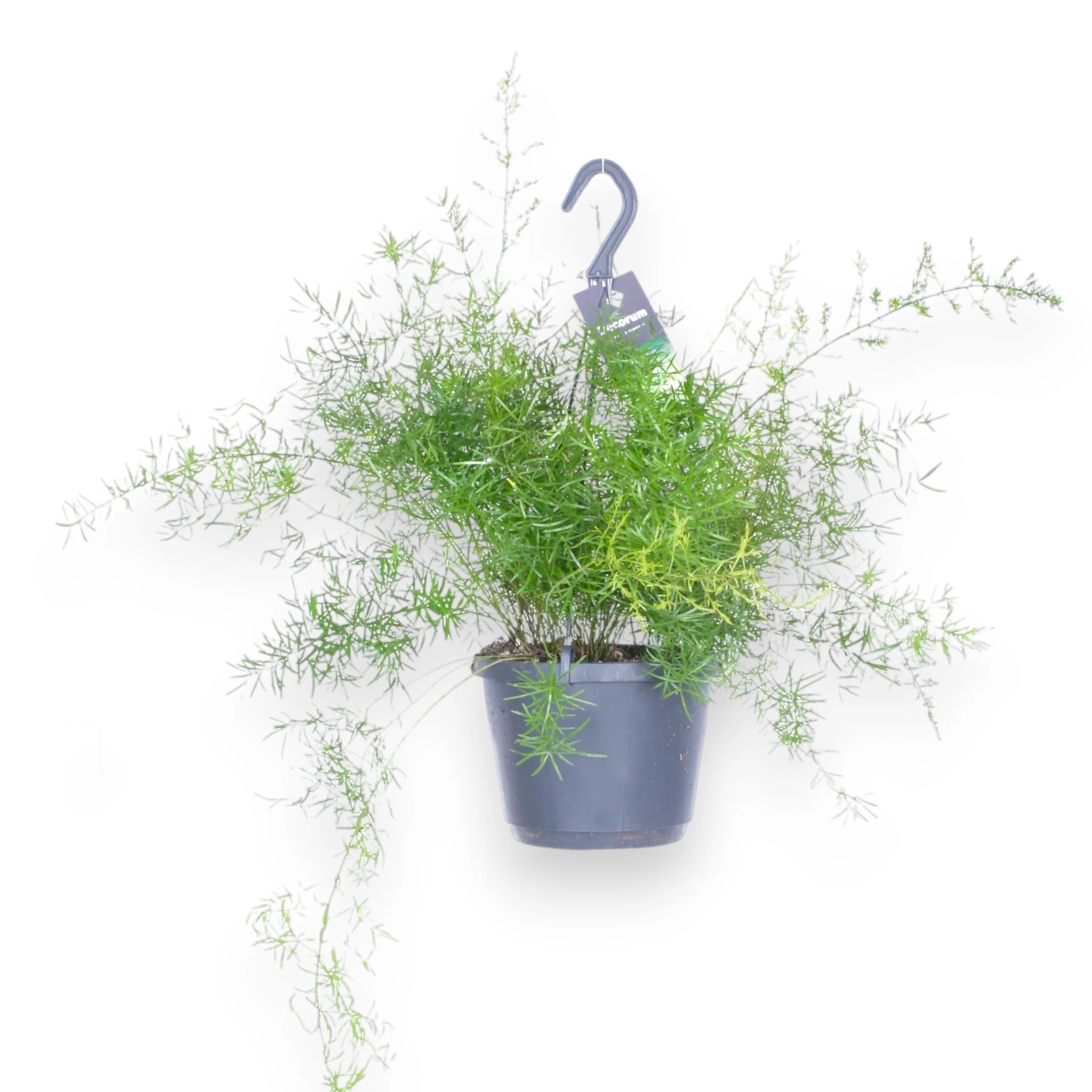 Dettaglio delle fronde delicate e aghiformi dell'Asparagus Sprengeri