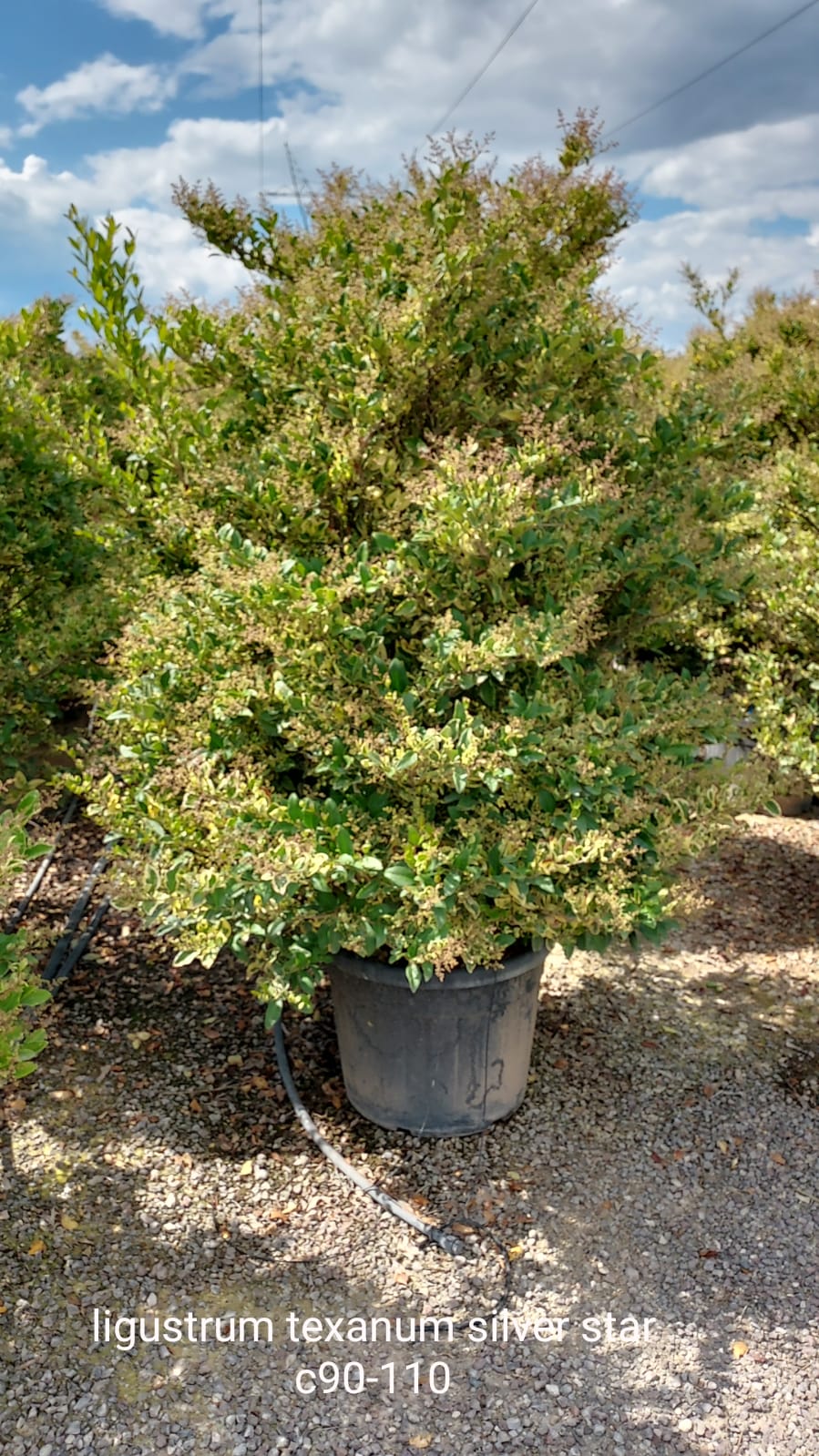Ligustro - Ligustrum texanum