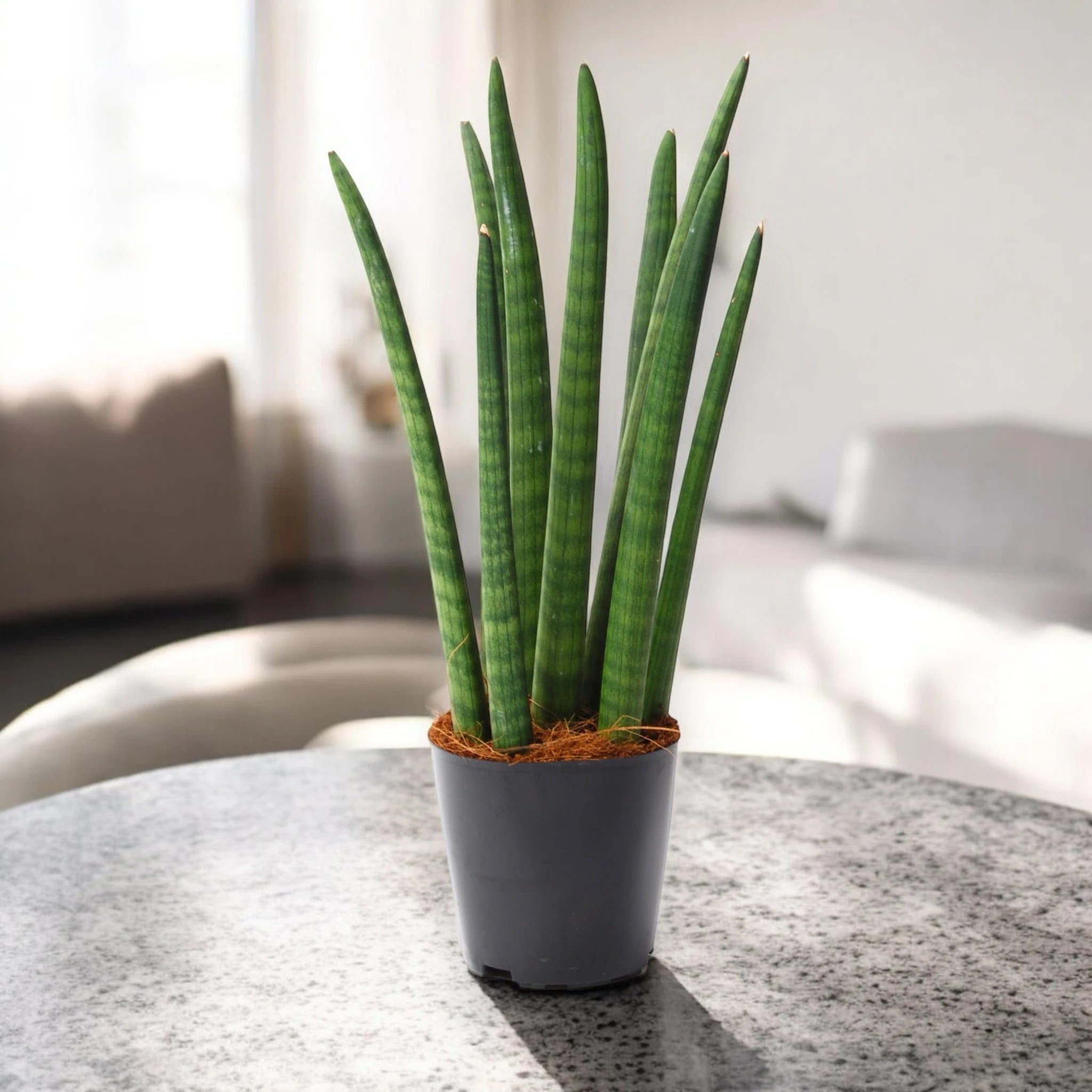 Sansevieria cylindrica 'Spaghetti'