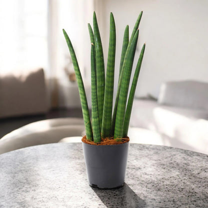 Sansevieria cylindrica 'Spaghetti'