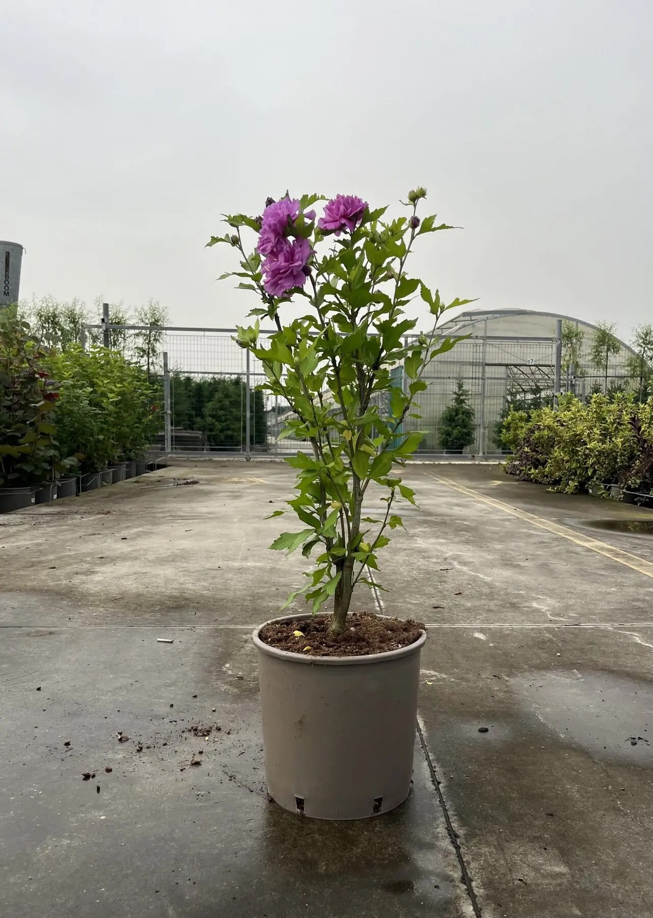 Dettaglio fiore doppio bianco screziato rosa di Hibiscus syriacus French Cabaret Purple