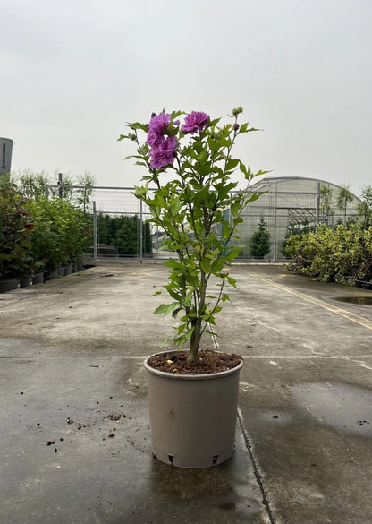 Dettaglio fiore doppio bianco screziato rosa di Hibiscus syriacus French Cabaret Purple