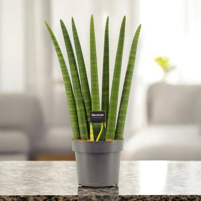 Sansevieria cylindrica 'Fan'