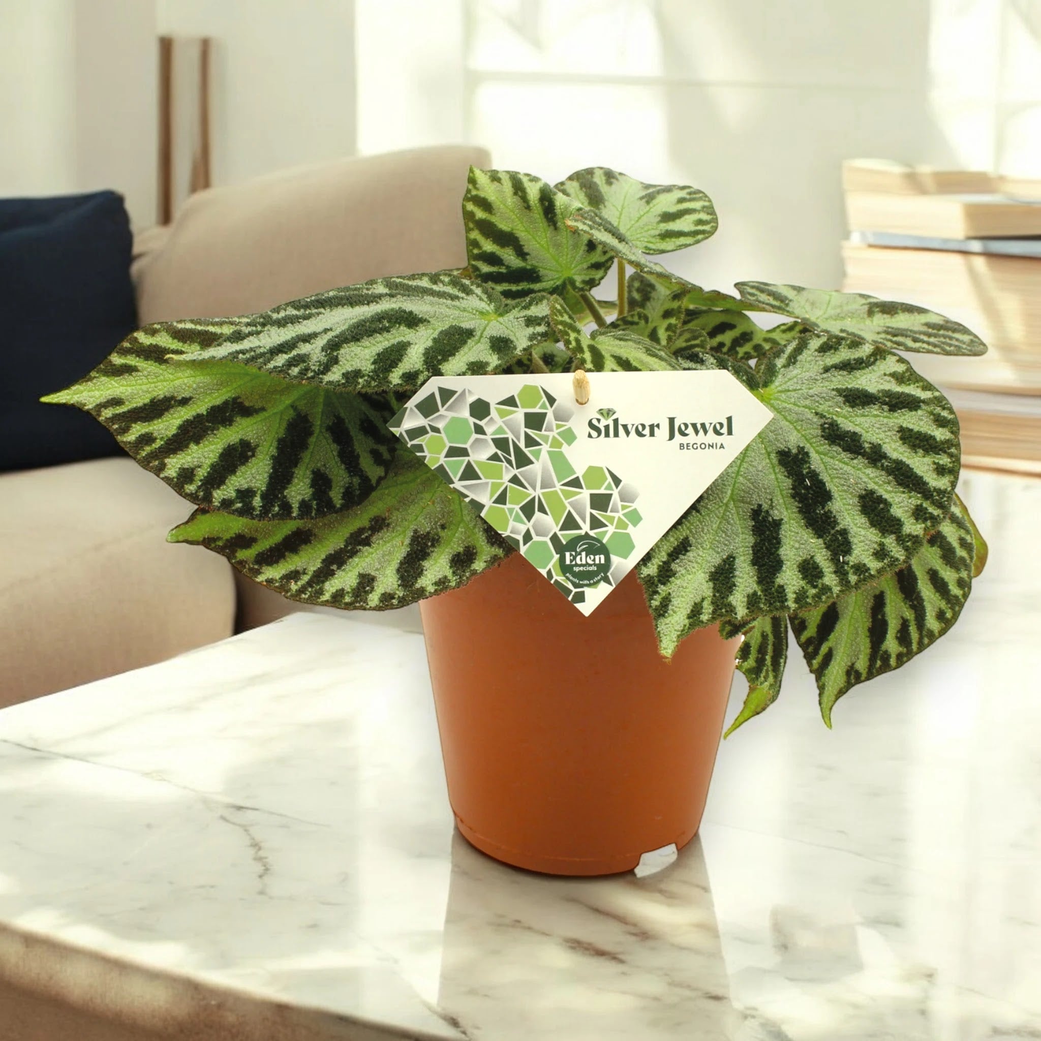 Dettaglio foglie argentate metallizzate di Begonia Silver Jewel con venature scure