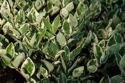 Ligustro - Ligustrum texanum 'Silver Star'