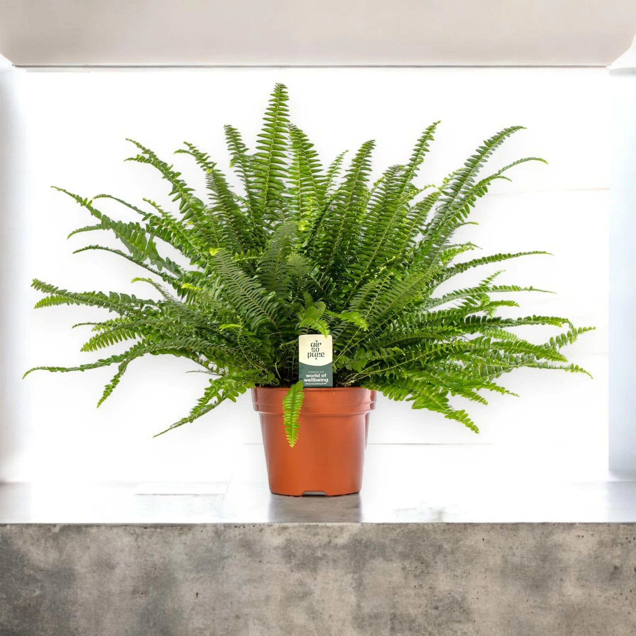 Dettaglio delle fronde pennate verdi della felce Nephrolepis Green Lady