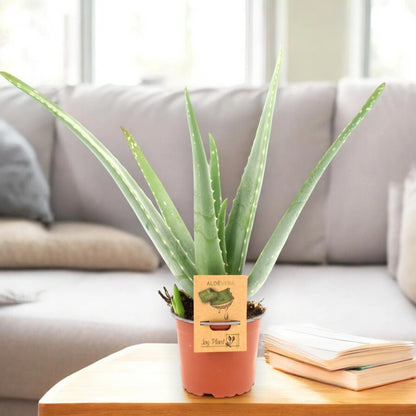 Aloe vera
