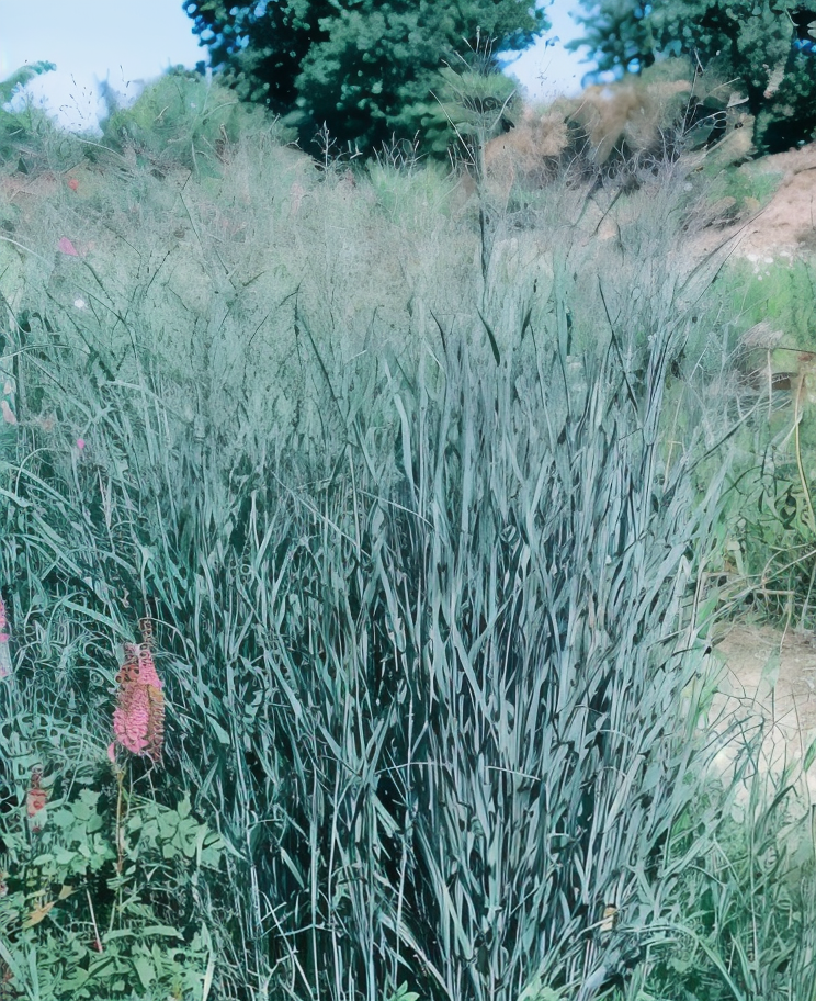 Panicum virgatum Heavy Metal con foglie blu-grigio metalliche e portamento eretto in giardino naturalistico