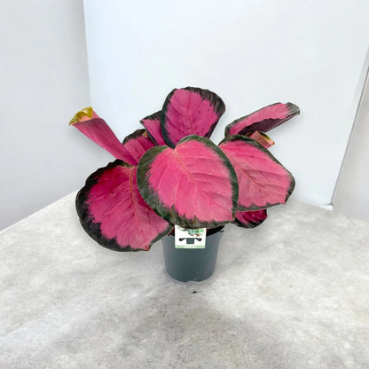 Dettaglio foglia Calathea roseopicta Crimson che mostra centro rosa e bordi verde scuro