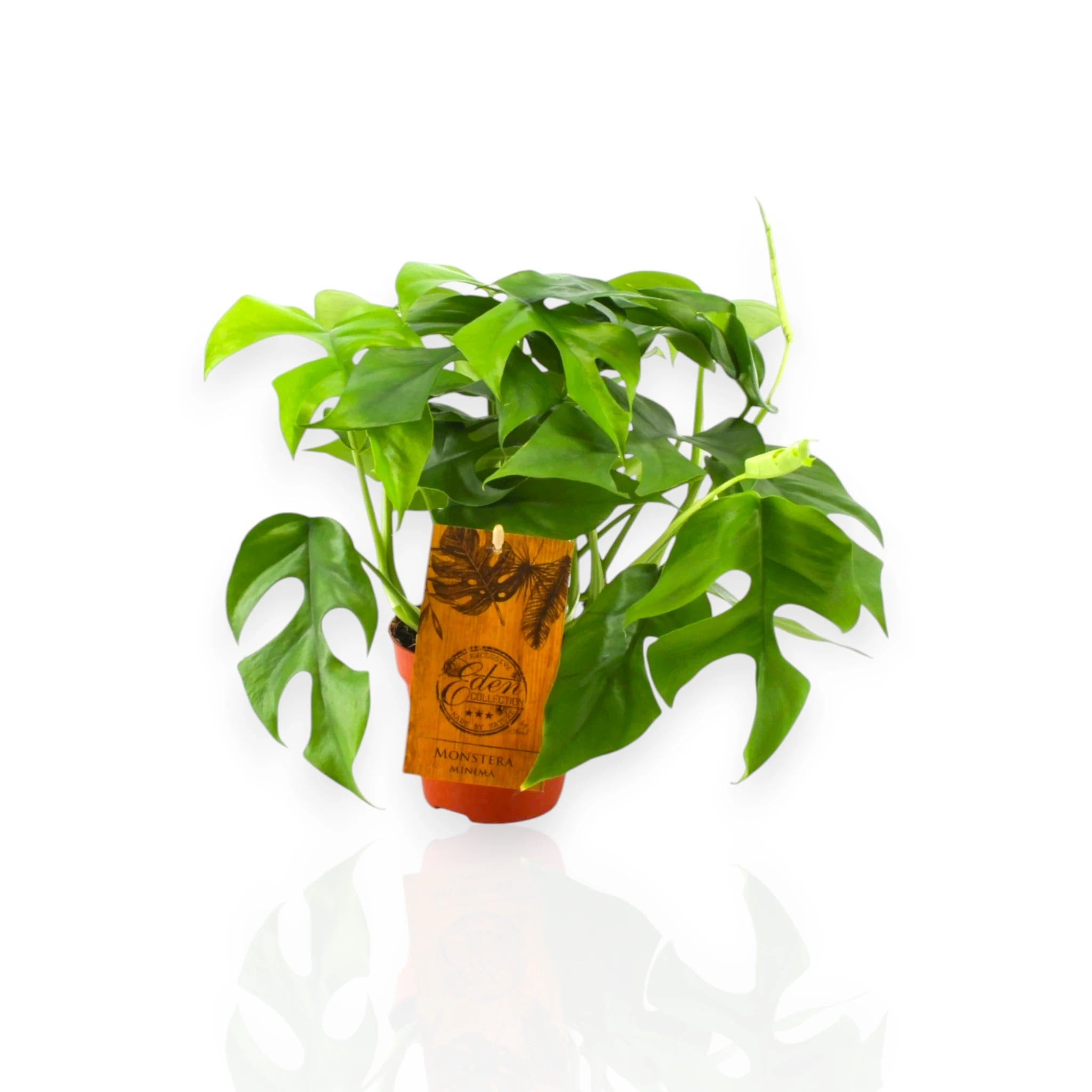 Rhaphidophora tetrasperma in vaso con foglie fenestrate che si arrampica su tutore muschiato