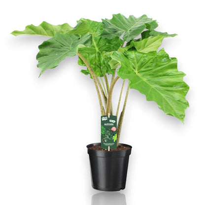 Alocasia Portodora pianta da interno con foglie giganti in vaso decorativo per soggiorno moderno
