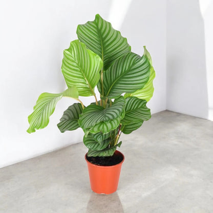Calathea orbifolia con enormi foglie rotonde verde chiaro e striature argentate in vaso da interno