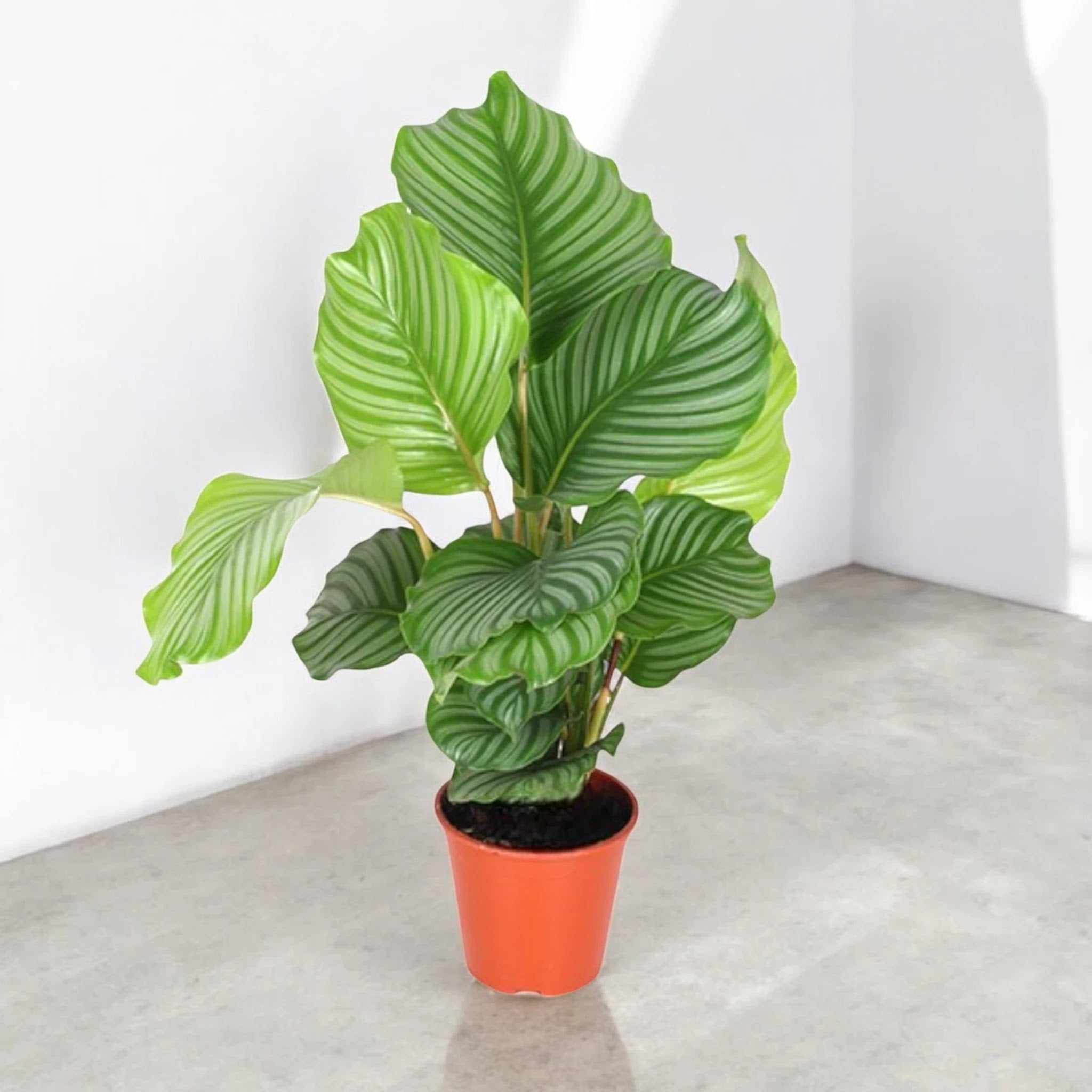 Calathea orbifolia con enormi foglie rotonde verde chiaro e striature argentate in vaso da interno