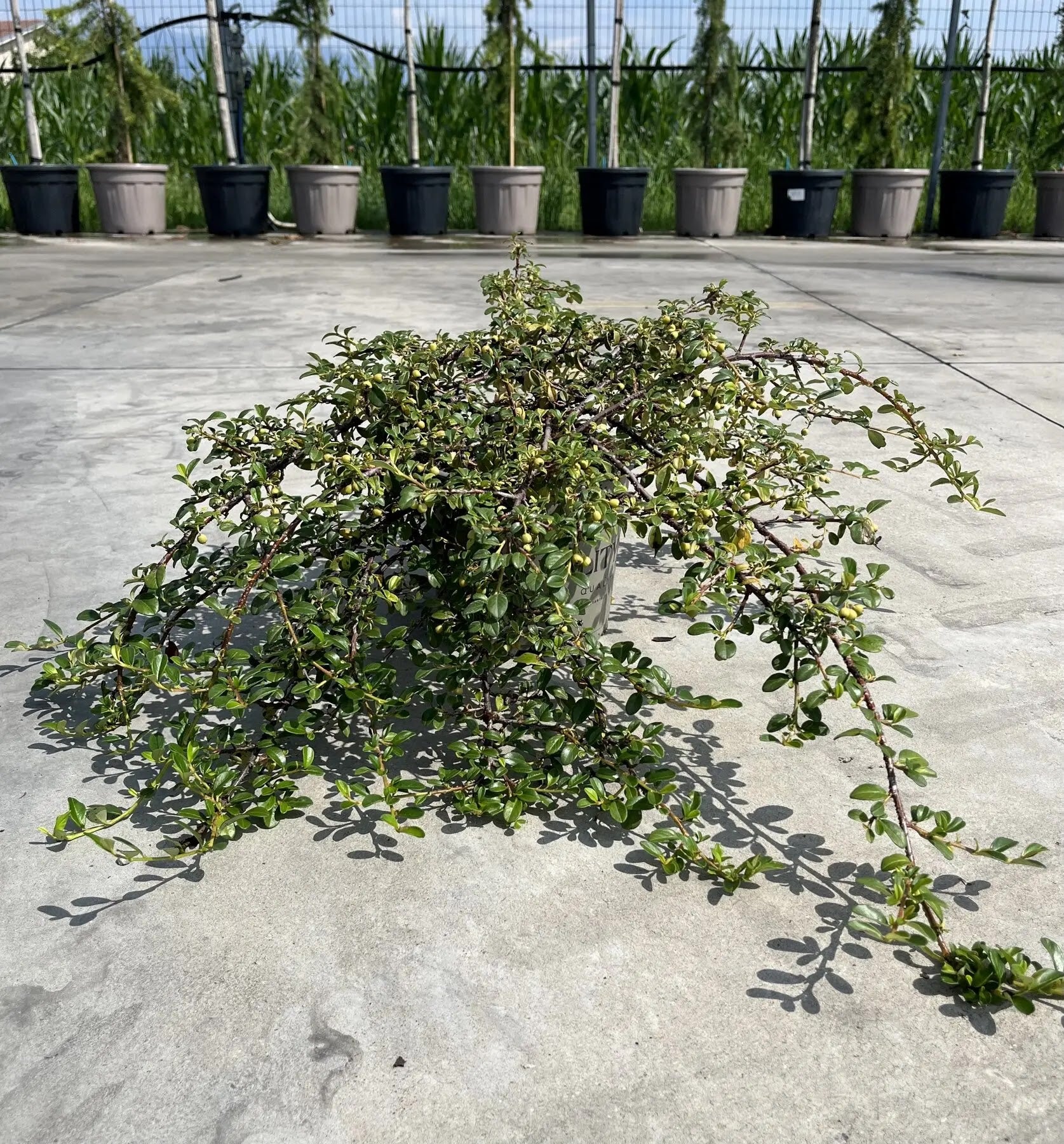Foglie verde scuro lucide e piccoli fiori bianchi di Cotoneaster dammeri Radicans