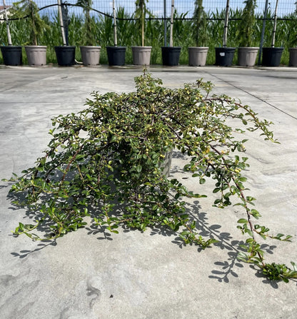 Dettaglio foglie ovali verde scuro lucide e piccole bacche rosse del Cotoneaster dammeri Radicans