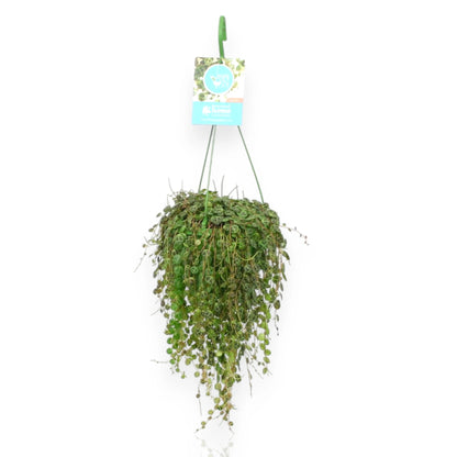 Peperomia prostrata