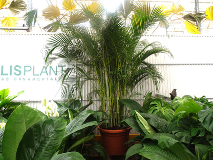 Areca - Dypsis lutescens