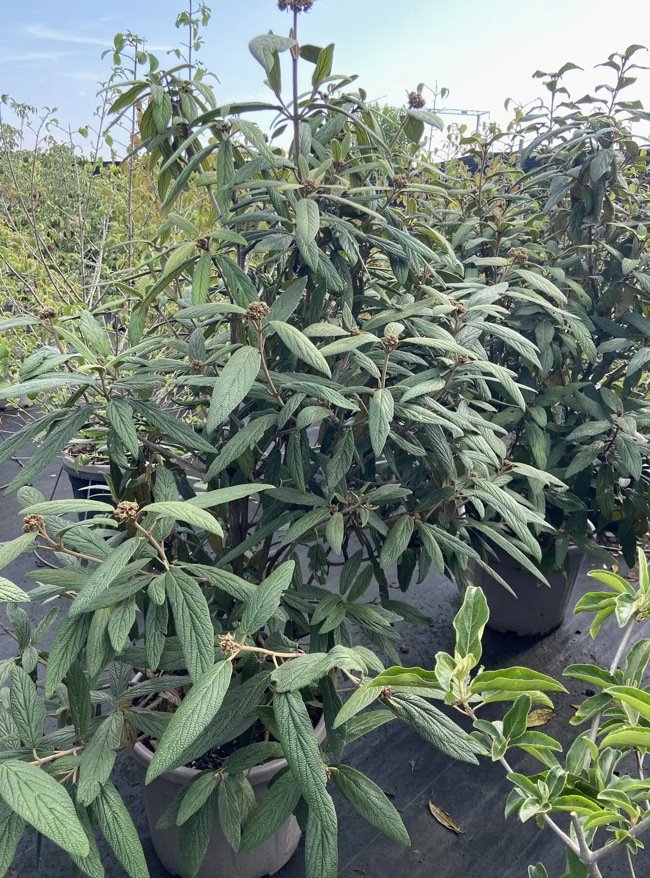 Viburno - Viburnum 'Rhytidophyllum'