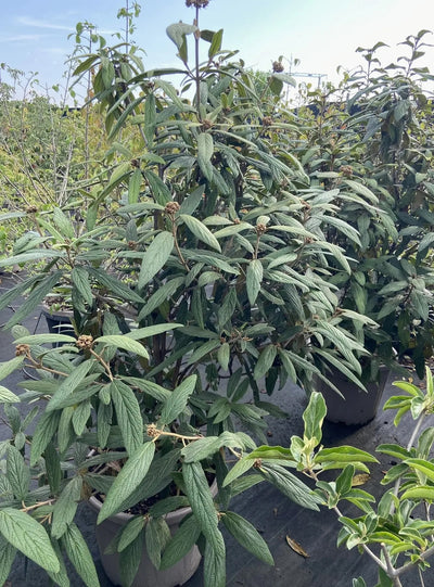 Viburno - Viburnum 'Rhytidophyllum'