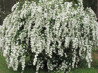 Spirea - Spiraea × vanhouttei