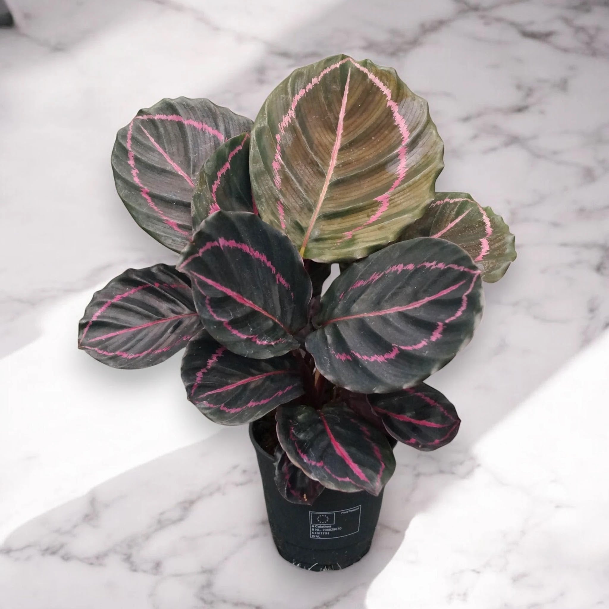 Calathea roseopicta 'Dottie'