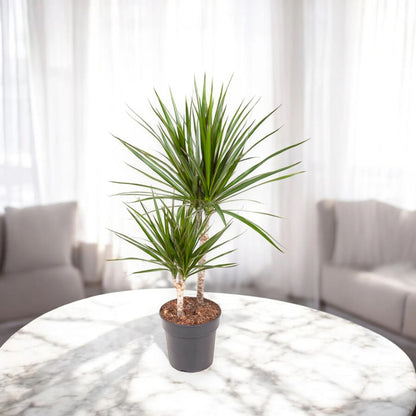 Dracaena fragrans marginata