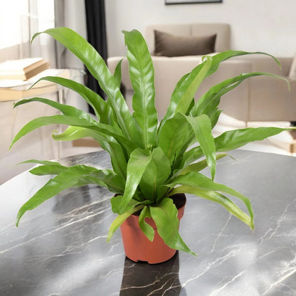 Asplenium antiquum