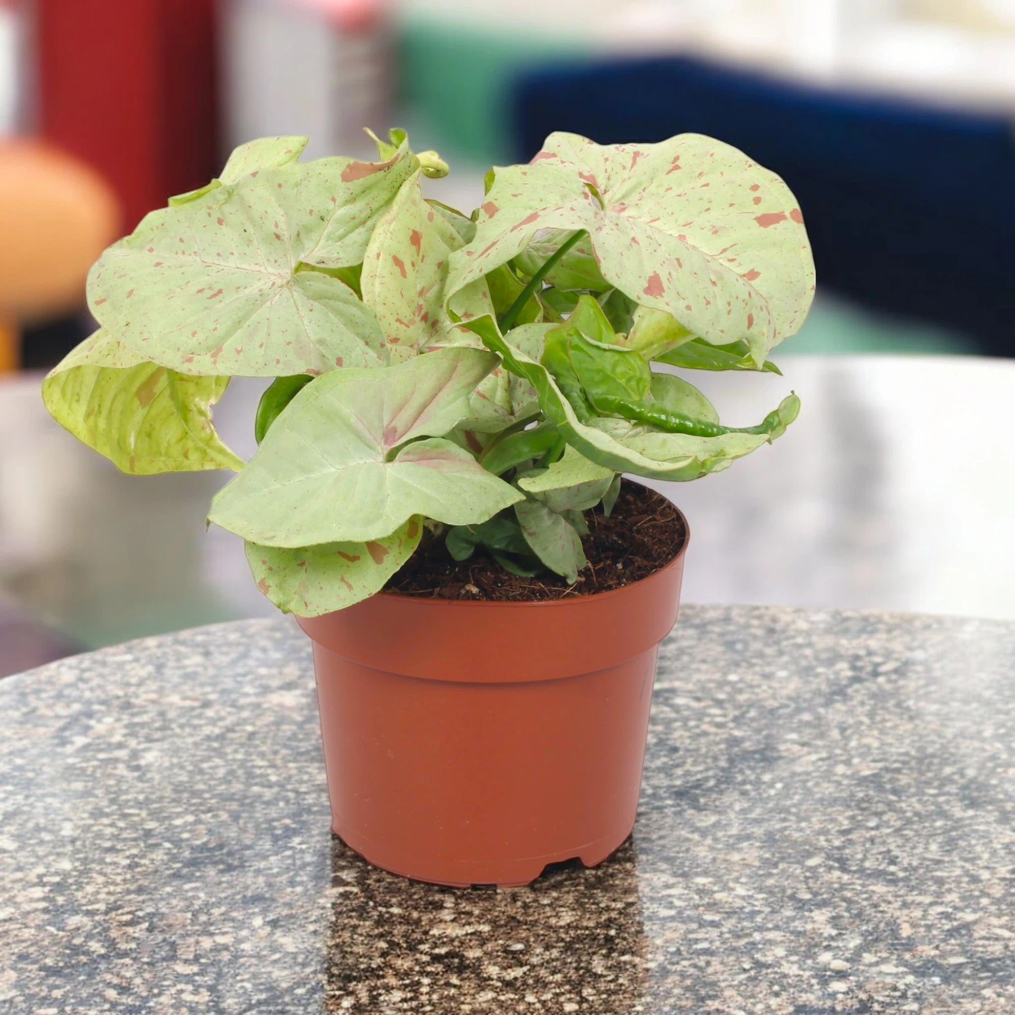 Syngonium 'Milk confetti'