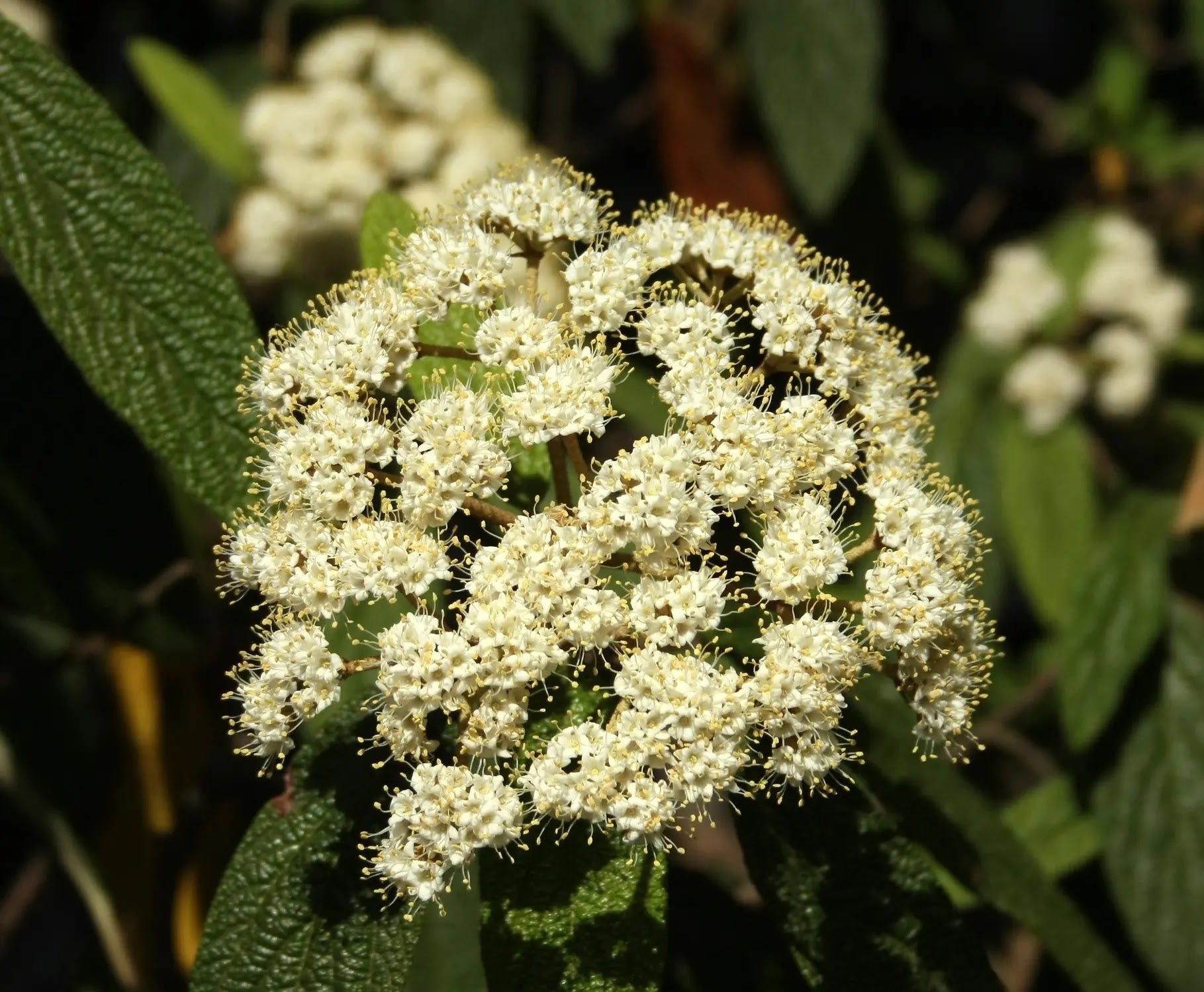 Viburnum rhytidophyllum sempreverde con portamento cespuglioso e foglie rugose verde-grigio
