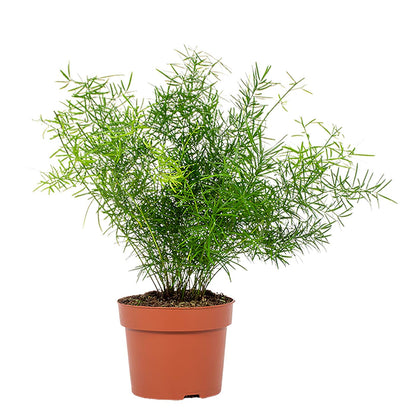Asparagus densiflorus Sprengeri in vaso con fronde ricadenti piumose verde brillante