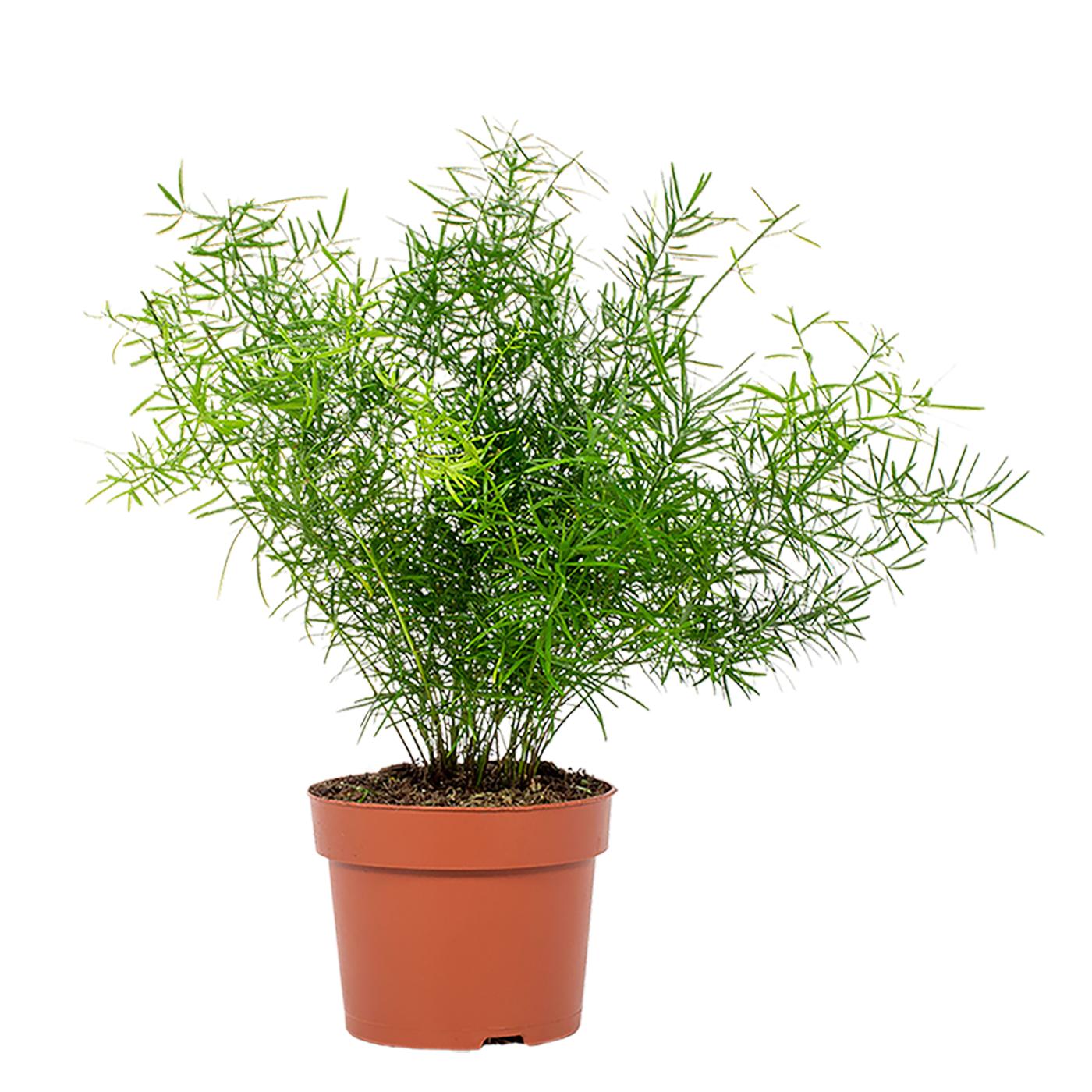 Asparagus densiflorus Sprengeri in vaso con fronde ricadenti piumose verde brillante