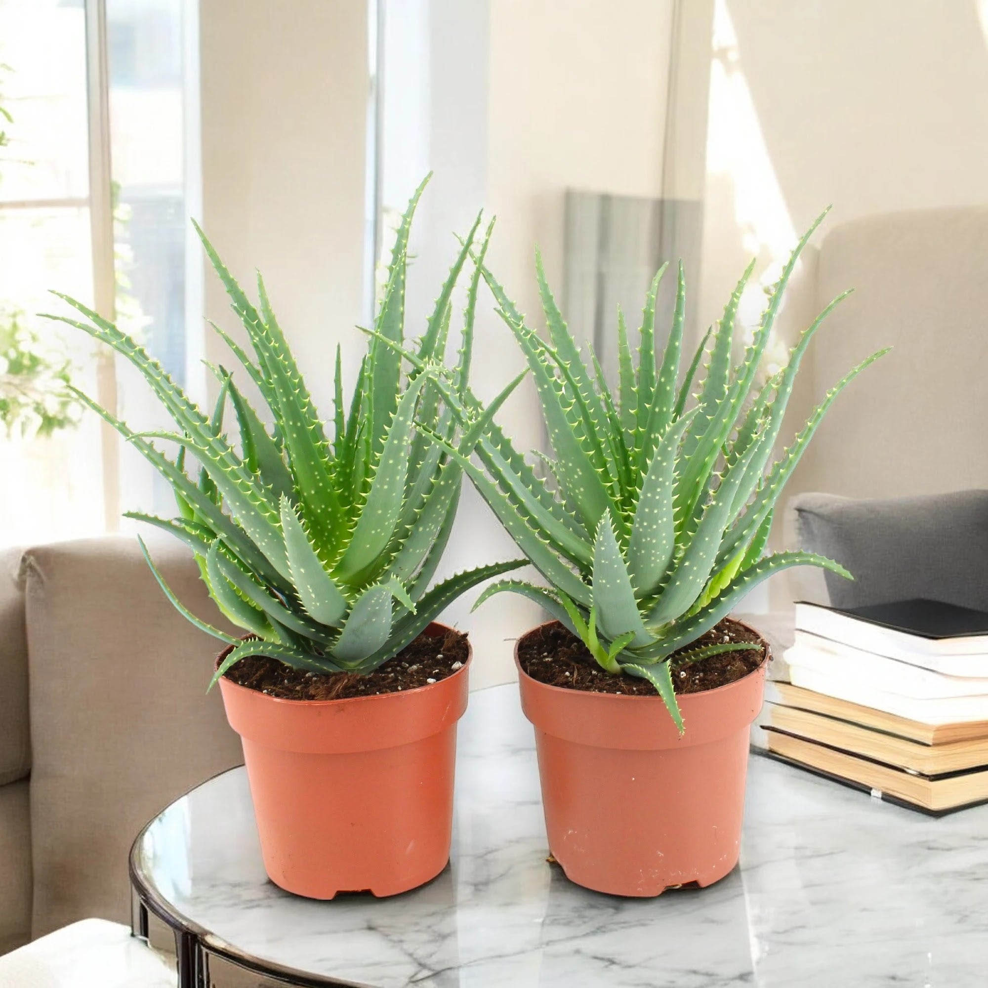 Aloe arborescens