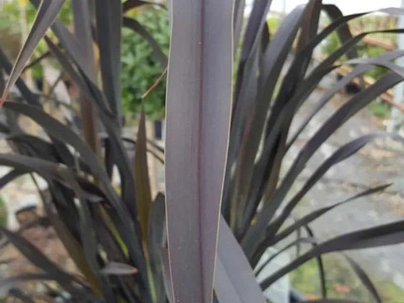 Phormium tenax