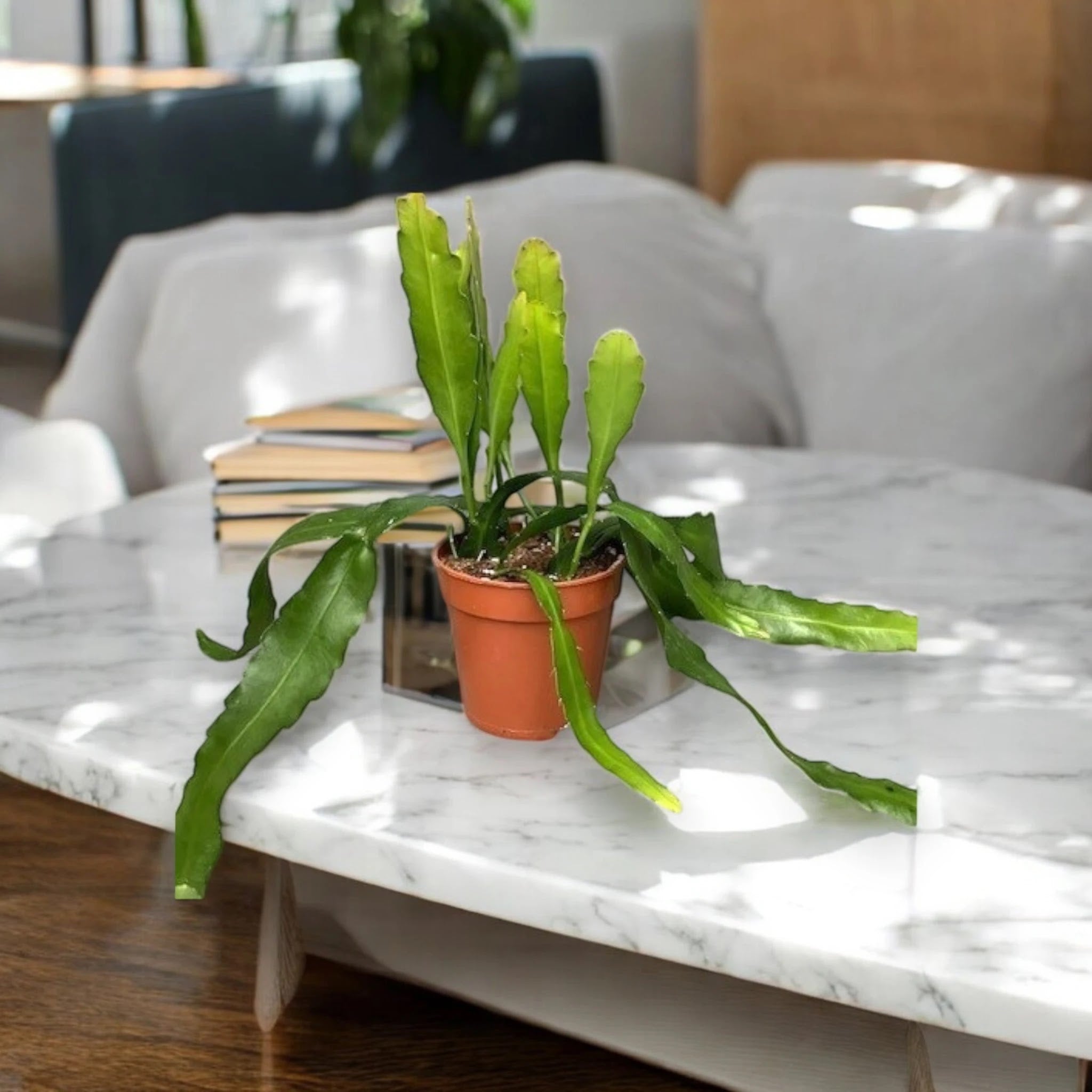 Epiphyllum fruhlingsgold