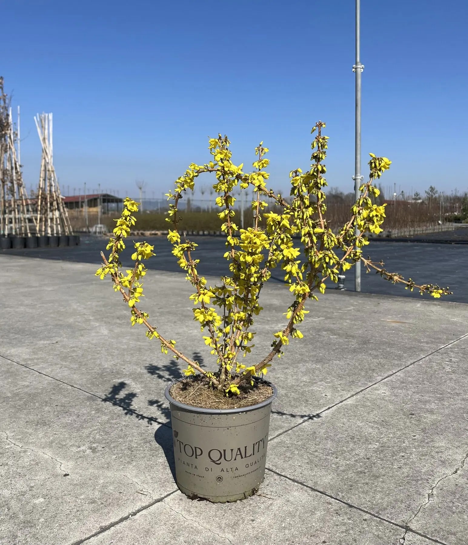 Dettaglio fiori giallo vivo Forsythia Mikador su ramo, fioritura precoce marzo aprile