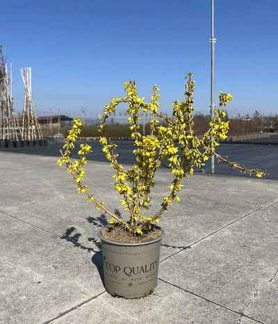 Dettaglio fiori giallo vivo Forsythia Mikador su ramo, fioritura precoce marzo aprile