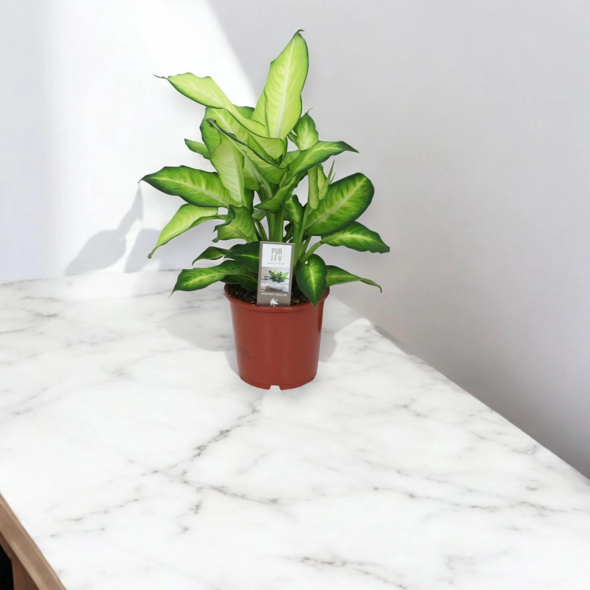 Dieffenbachia 'Summer style'