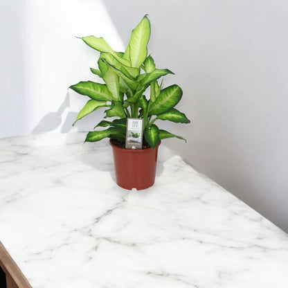 Dieffenbachia 'Summer style'