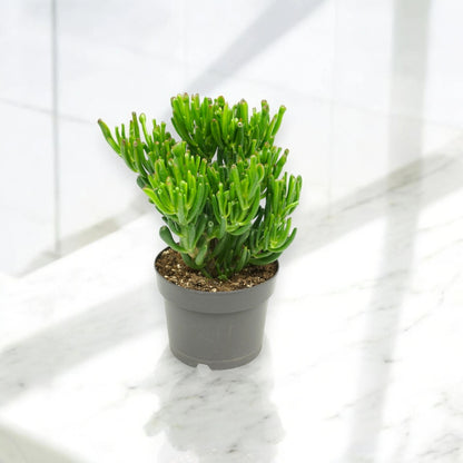 Crassula ovata 'Gollum'