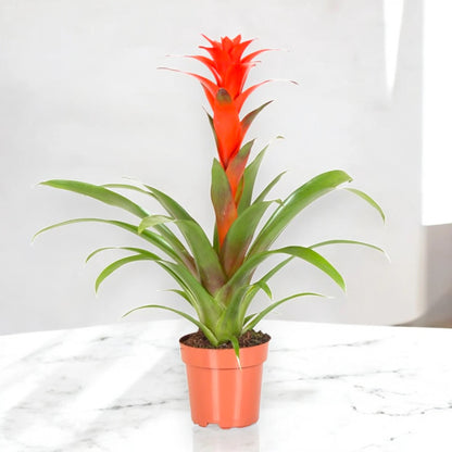 Guzmania 'Calypso'