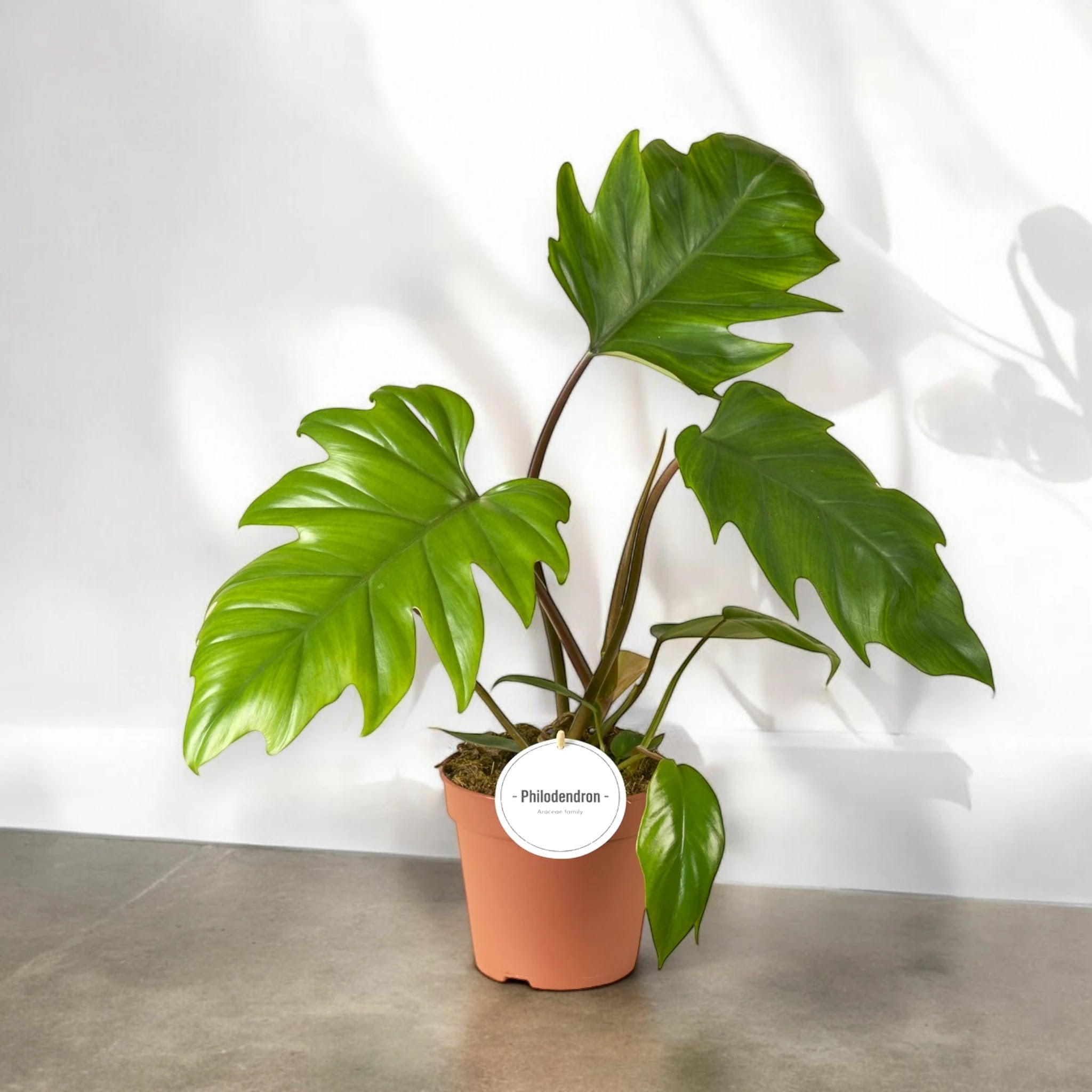 Philodendron 'Mayoi'