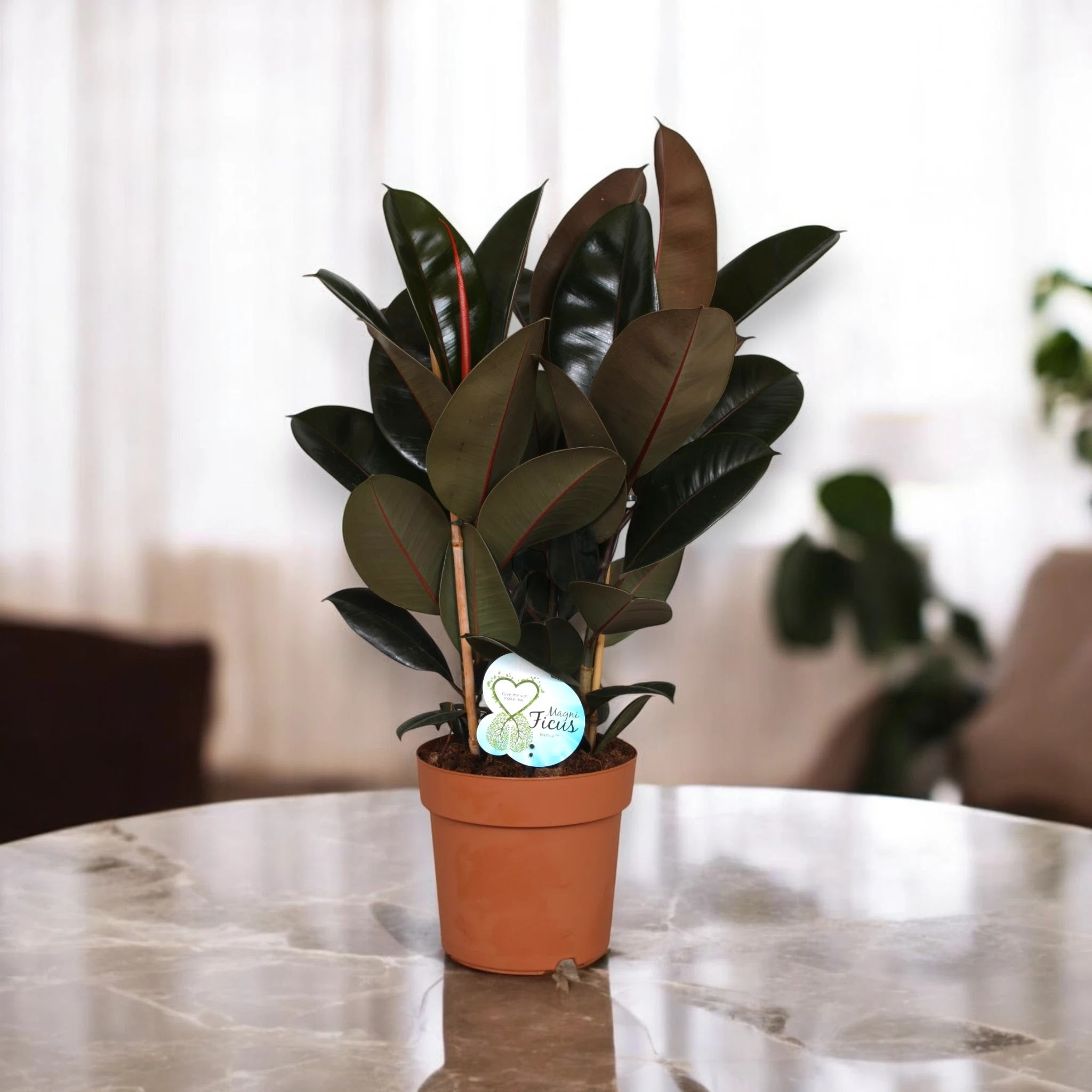 Ficus elastica 'Abidjan'