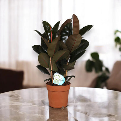 Ficus elastica 'Abidjan'