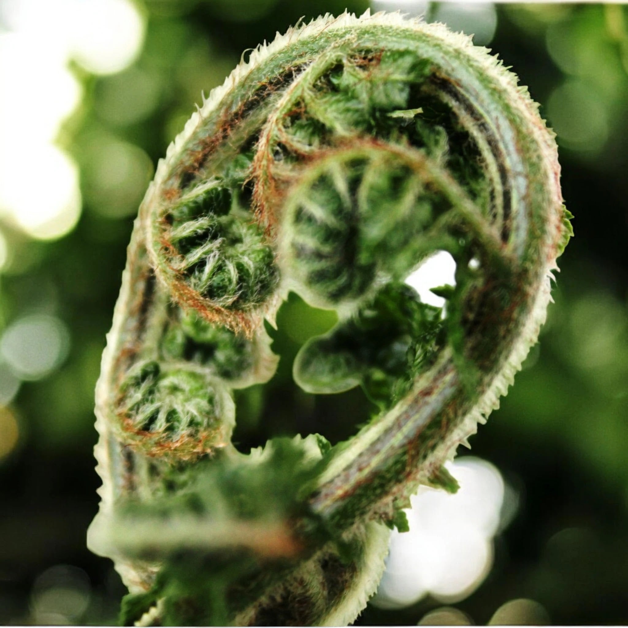 Dicksonia antarctica